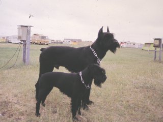 vorne: Ss Jule v. Seekamp 28.08.81-14.09.96
hinten:  RSs Werro v.d.Hohen Ward 16.07.83 - 01.01.1991
Bild: Anke Dittmann