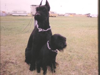 vorne: Ss Jule v. Seekamp 28.08.81-14.09.96
hinten:  RSs Werro v.d.Hohen Ward 16.07.83 - 01.01.1991
Bild: Anke Dittmann