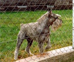 Warus vom H�hnerhof Ruit
Bild + Information: Walther Raspe