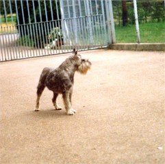 Xaffi vom H�hnerhof Ruit
Bild + Information: Walther Raspe