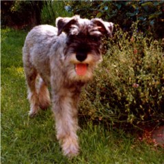 Jessy vom H�hnerhof Ruit
Bild + Information: Walther Raspe