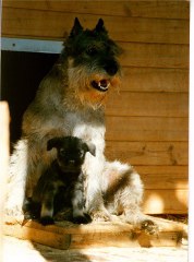 Kiki vom H�hnerhof Ruit
Bild+Information: Walther Raspe