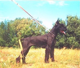 Yes vom Anger 29.07.1988 -14.07.1997 
Bild+Information Ulrike Schmidt
29.07.1988 -14.07.1997 


