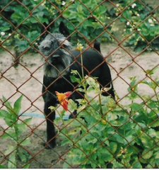 ZSs Andy v.d.Knatter, WT 11.09.1981
Bild+Information: A.Bluhm