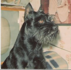 ZSs Andy v.d.Knatter, WT 11.09.1981
Bild+Information: A.Bluhm