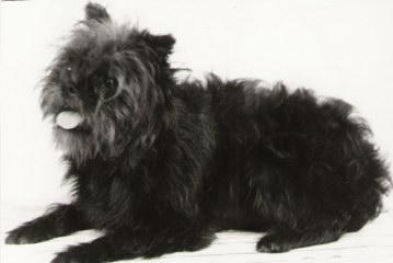 AP Ikilas Dolly, WT 14.07.1986
Bild+Information: A.Bluhm