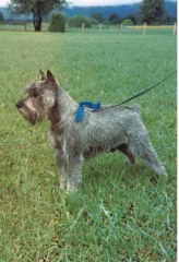 Raudi v.d. Karrharde
*31.8.1985 - 22.4.1999, Bild u. Info Monika B�hnke