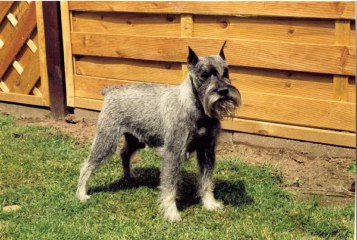 Raudi v.d. Karrharde
*31.8.1985 - 22.4.1999, Bild u. Info Monika B�hnke