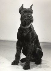 Phantom v. Anger 
Bild + Info: Zwinger v.d.Satans Meute