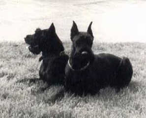 Azura vom Nordkristall * 20.10.1985, links
Derrik v.d. Linden, rechts
Bild + Info: Zwinger v.d. Satans Meute