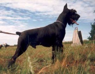 Derrik v. d. Linden
Bild+Info: Zwinger v.d. Satans Meute