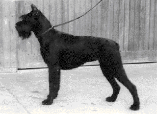 Riva vom G�nterstal
Bild+Information: Jutta Peters, Zwinger van Trollenhorst, NL