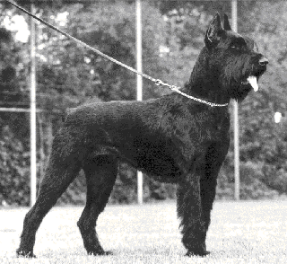 Wanja vom G�nterstal WT 16.10.1984
Bild+Information: Jutta Peters, Zwinger van Trollenhorst, NL