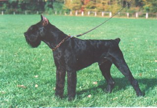 Arko von der Talmuehle
Bild und Info: Gerhard Weilbacher