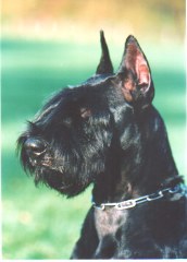 Asja von der Talmuehle
Bild und Info: Gerhard Weilbacher