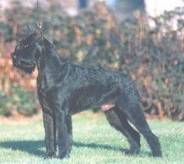 Free de Pichera
Bild und Info: Gerhard Weilbacher