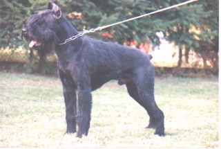 Urus vom Steinalbtal
Bild und Info: Gerhard Weilbacher