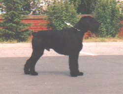 Titan vom Bartenwetzer
Bild und Info: Gernhard Weilbacher