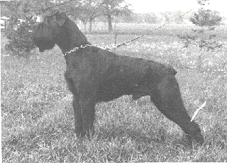 Cimbo von der Talmuehle
Bild und Info: Gerhard Weilbacher