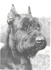 Alf von der Talmuehle
Bild und Info: Gerhard Weilbacher