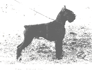 Ogar vom Bartenwetzer
Bild und Info: Gerhard Weilbacher