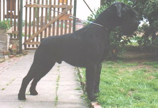 Santo von der Lederhecke
Bild und Info: Gerhard Weilbacher