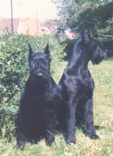 Kosma und Kitty vom Bartenwetzer im Alter von 4 Jahren Foto u. Info B.+W. Marten