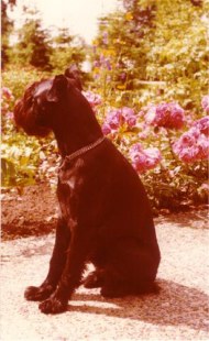 Polo von der Westerheide
*23.12.1976