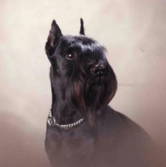 Hector v. Gengelbach *27.3.1982
Bild und Info: Jutta Leiske