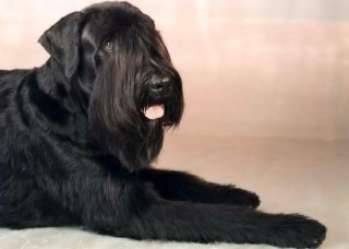 Wothan v. Bartenwetzer *23.6.1993
Bild und Info: Jutta Leiske