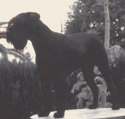 Woody v. Gengelbach *21.3.1989
Bild und Info: Jutta Leiske