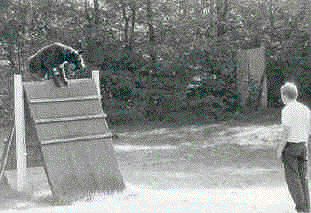 Marko's Bill 14.10.81 - 15.02.91
Bild + Info: Jenny Esch