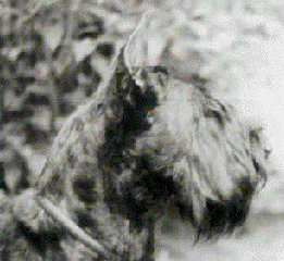 Marko's Bill 14.10.81 - 15.02.91
Bild + Info: Jenny Esch