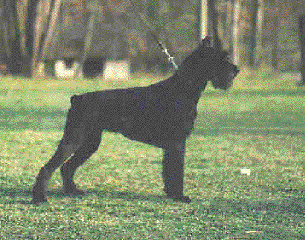 Rosi v.d.H�rnerburg 22.3.1990 - 10.06.2002
Bild + Info: A.u.A. Linke, Zwinger v.Monna-Eck