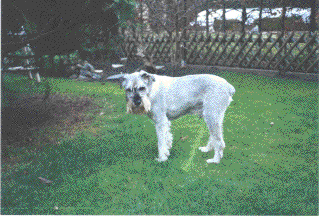 Limbo vom H�hnerhof Ruit *20.1.1989
Bild Gabriele Bailey, Info Walli Marten
