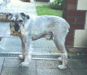 Limbo vom H�hnerhof Ruit *20.1.1989 +28.01.2006
Bild Gabriele Bailey, Info Walli Marten