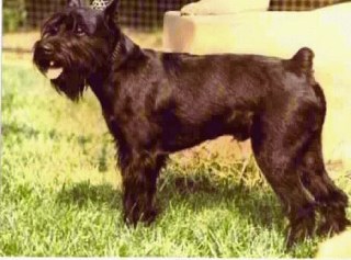 Ivo von der Skatstadt, WT 14.9.1987 + 2002
Bild + Info: Katja, www.ramses-on-leine.de