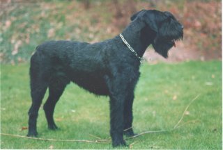 Ladino von Marten
Bild: Waltraud Marten