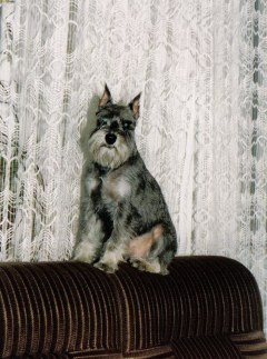 Denis Wlabroz 28.5.89 - 28.7.03
Bild und Info: Slavka Piewak