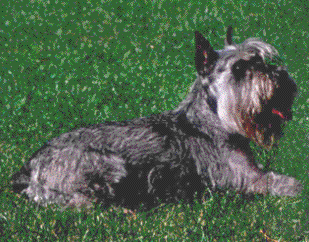 Denis Wlabroz 28.5.89 - 28.7.03
Bild und Info: Slavka Piewak