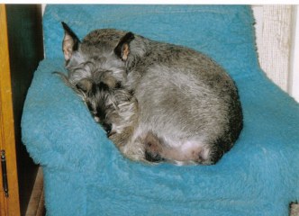 Denis Wlabroz 28.5.89 - 28.7.03
Bild und Info: Slavka Piewak