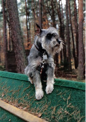 Denis Wlabroz 28.5.89 - 28.7.03
Bild und Info: Slavka Piewak