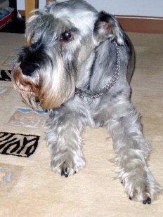 Ira vom Haus Nord 
12.10.90 - 29.9.04
Bild + Info: Klaus und Angelika Brenner