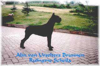 Alin vom Urseltersbrunnen WT:21.6.81 Dt.Ch., SchH 3, AD, +/3, 
Bild+Info: Willi + MatthiasKurz