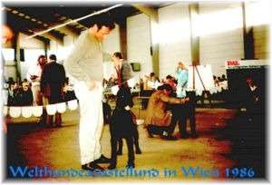 Alin vom Urseltersbrunnen WT:21.6.81 Dt.Ch., SchH 3, AD, +/3, 
Bild+Info: Willi + MatthiasKurz, Zwinger von den Bachquellen