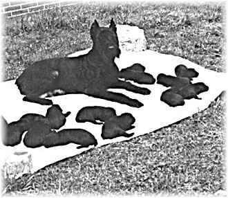 Alin vom Urseltersbrunnen WT:21.6.81 Dt.Ch., SchH 3, AD, +/3, 
Bild+Info: Willi + MatthiasKurz, Zwinger von den Bachquellen