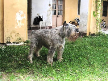 Utrillo del Prillo 6.6.1988 - 18.08.2003 Bild + Info: Alessandro Midulla