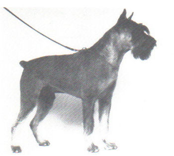 Adonis v.d.Havenstad, Wsg. *1976, Bild+Info Ulrike Steeg