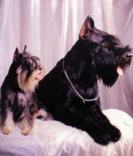 ZSss Alena vom M�rkerwald, WT 6.7.1985; RSs Eika de la Terrasse des Acacias, WT 17.7.1989, Bild+Info: Rita und Hans-Peter Weiss