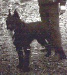 Asco von Grobis Meute WT 25.11.1985, Bild + Info Christin Hoffmann-Mattis